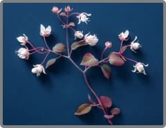 Nitric Boost Ultra Ingredients